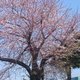 北上市桜開花宣言❤